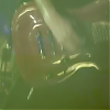 amyleefans17821.png