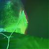amyleefans20851.png