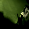 amyleefans25651.png