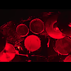amyleefans00871.png