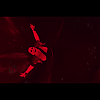 amyleefans05431.png